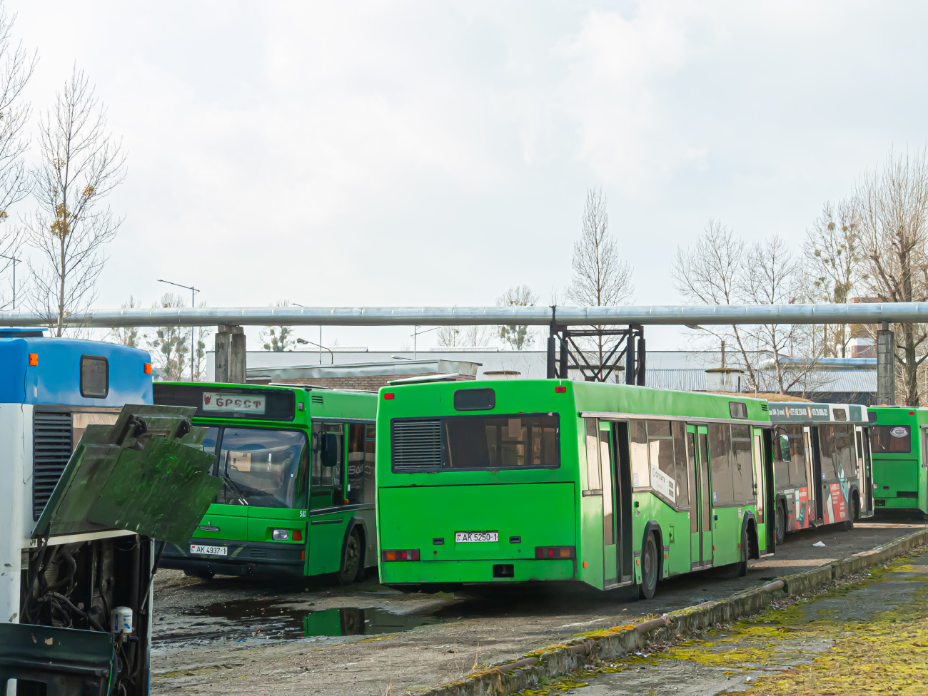 Brest, MAZ-103.062 # 325