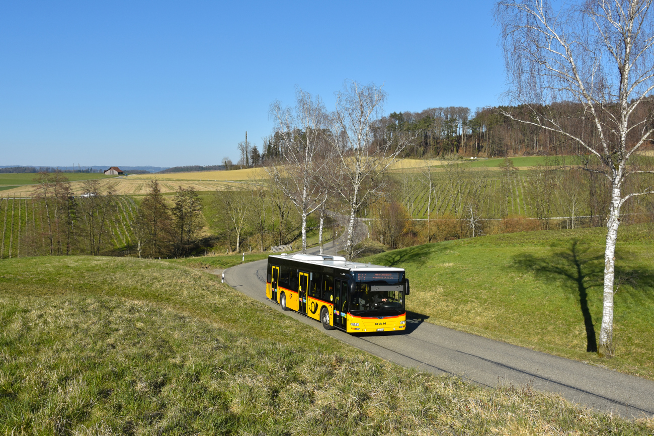 Winterthur, MAN A21 Lion's City NL323 # 337