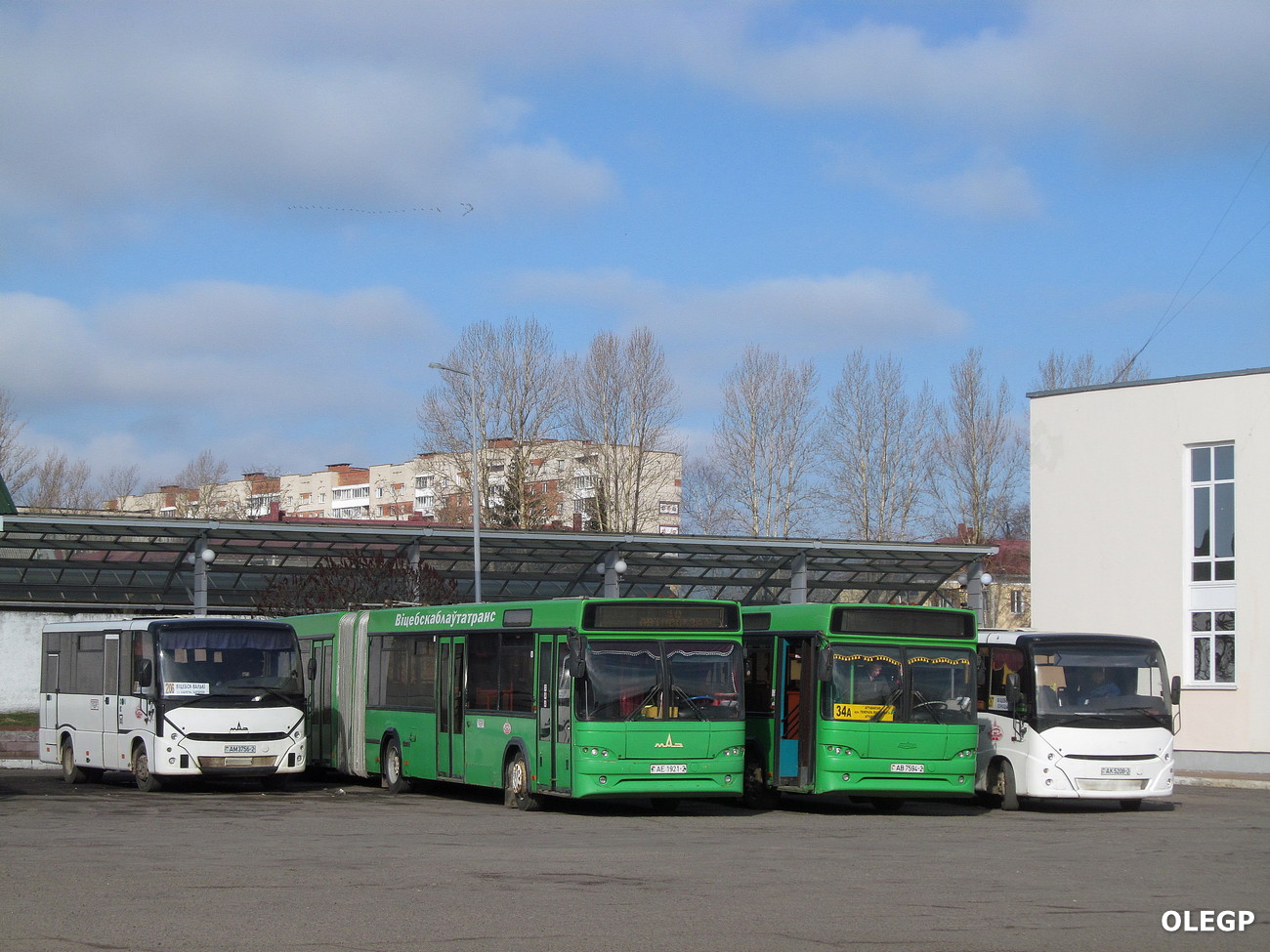 Vitebsk, MAZ-241.000 # 022888; Vitebsk, MAZ-105.465 # 011266; Vitebsk, MAZ-105.465 # 010146; Vitebsk, MAZ-241.000 # 022951; Vitebsk — Miscellaneous photos