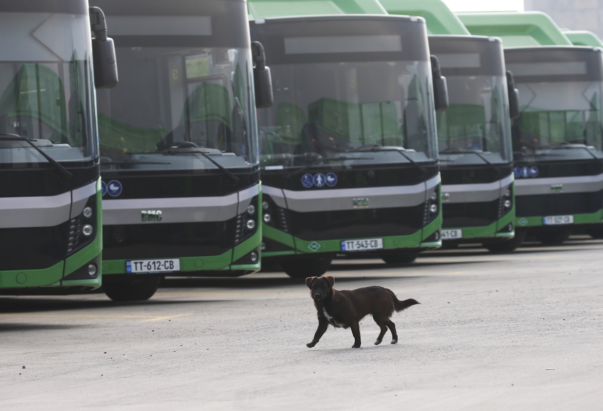 Tbilisi, BMC Procity II 12 CNG # TT-612-CB; Tbilisi, BMC Procity II 12 CNG # TT-543-CB; Tbilisi, BMC Procity II 12 CNG # TT-641-CB; Tbilisi, BMC Procity II 12 CNG # TT-527-CB; Tbilisi — Bus Depot N2