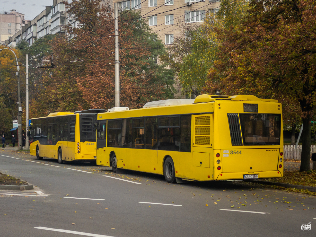 Kyiv, Anadolu Isuzu Citiport 12 # 8556; Kyiv, MAZ-203.015 # 8544